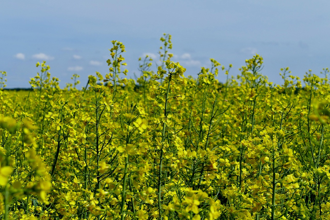 Technological advancements continue to play a pivotal role in shaping