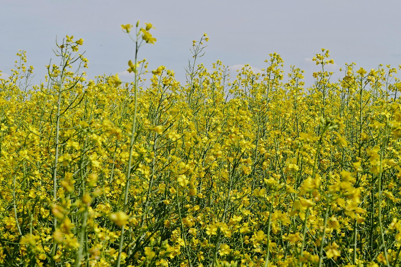 The influence of political instability on gold and other precious