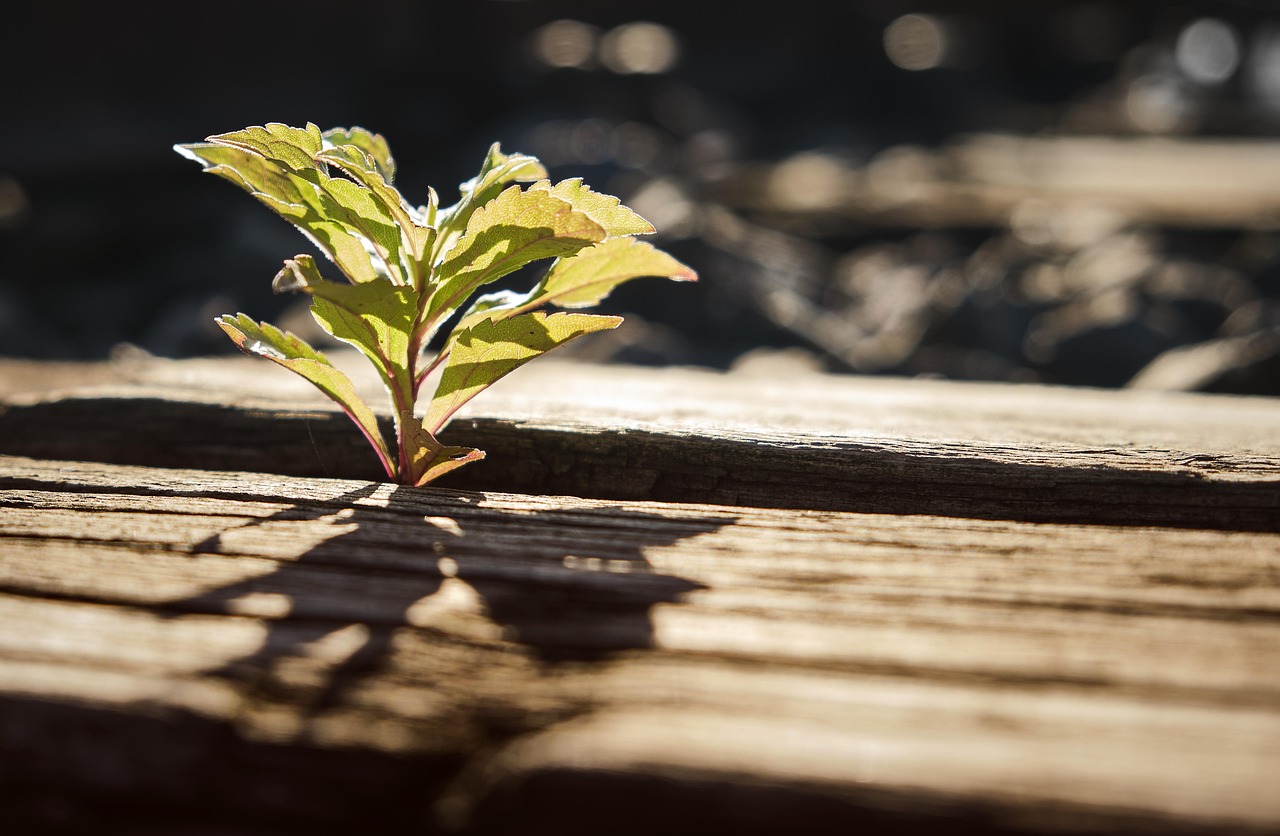 Financial Implications and Sustainability